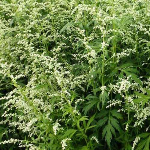 Bakker - Armoise laiteuse chinoise - Artemisia lactiflora - Plantes d'extérieur