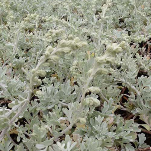 Bakker - 3 Armoises des rivages d'Extrême-Orient Broughton Silver - Artemisia stelleriana boughton silver - Plantes d'extérieur