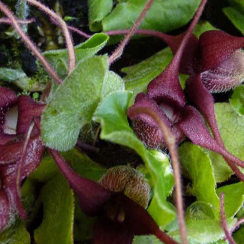 Asaret d'Europe - Asarum europaeum - Bakker
