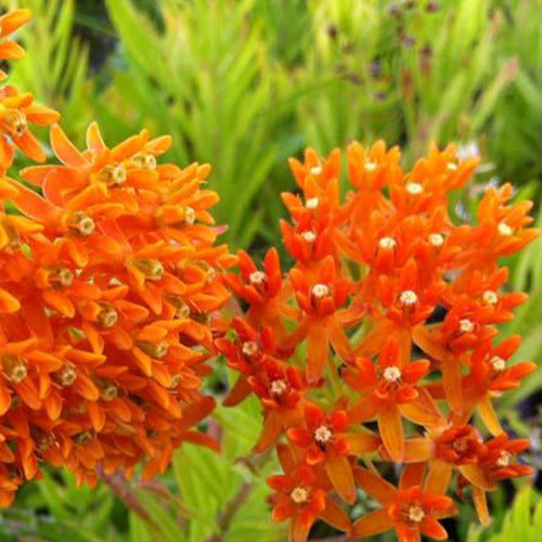 Bakker - Asclépiade tubéreuse - Asclepia tuberosa - Plantes d'extérieur