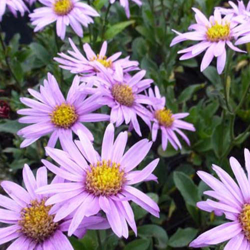 Bakker - 3 Œils de Christ Rosa Erfüllung - Astéries - Aster amellus rosa erfüllung - Plantes d'extérieur