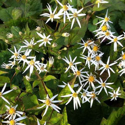 Aster cordifolius - Aster à feuilles cordées