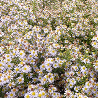 Bakker - 3 Astères éricoïdes Erlkönig - Aster ericoides erlkönig - Plantes d'extérieur