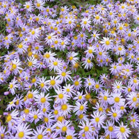 Marguerite d'automne Eleven Purple - Bakker