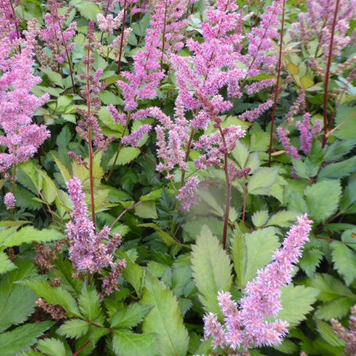 Astilbe hybride Maggie Daley - Bakker