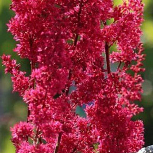 Bakker - Astilbe du Japon Montgomery - Astilbe japonica montgomery - Plantes d'extérieur