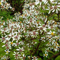 Bakker - 3 Astères à grandes feuilles Albus - Aster macrophyllus albus - Plantes d'extérieur