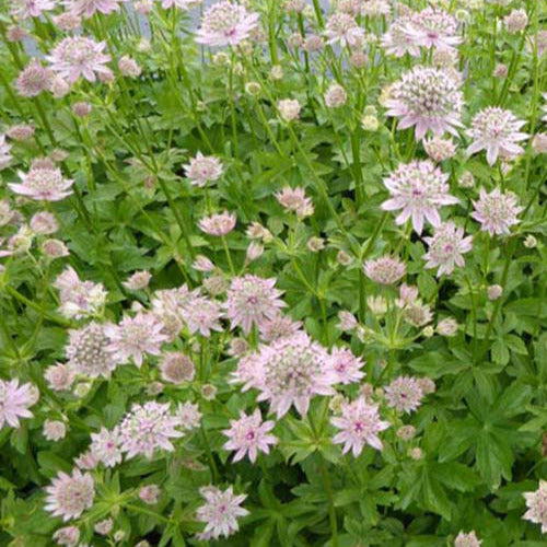 Bakker - Grande astrance Florence - Astrantia major florence - Plantes d'extérieur