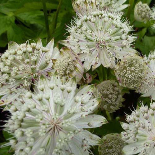 Bakker - Grande astrance Shaggy - Astrantia major shaggy - Plantes d'extérieur