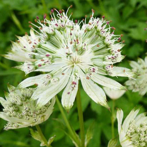 Bakker - Grande astrance Snow Star - Astrantia major snow star - Plantes d'extérieur