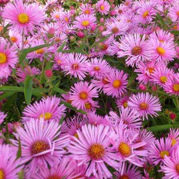 Aster novae-angliae - Aster de Nouvelle-Angleterre