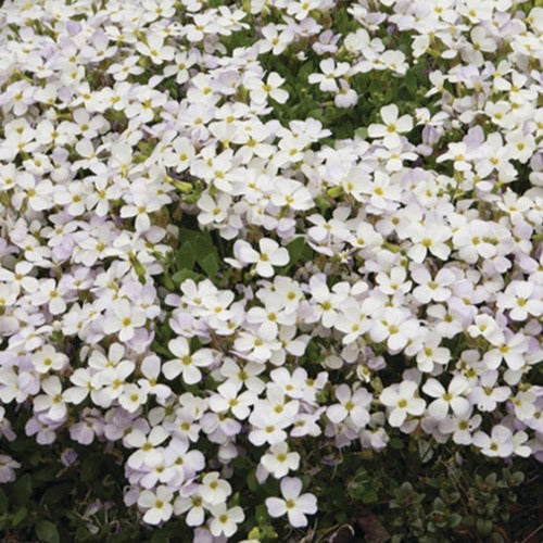 Aubriète Regado White - Bakker