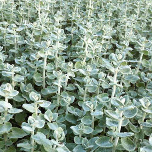 Ballote pseudodictame - Bakker