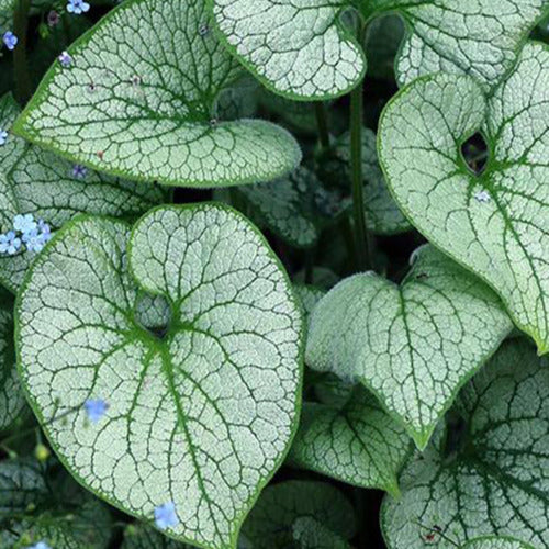 Myosotis du Caucase Alchemy Silver - Bakker