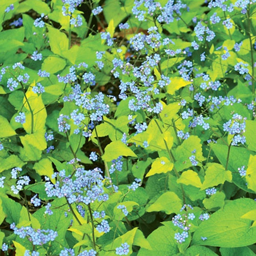 Myosotis du Caucase Diane's Gold - Bakker