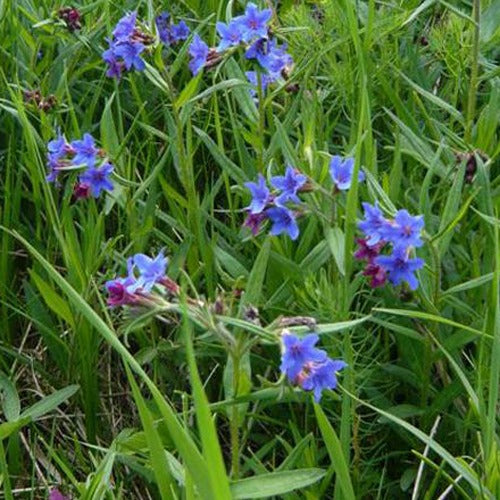 Petite buglosse - Buglossoides