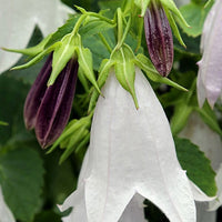 Campanule hybride Iridescent Bells - Bakker