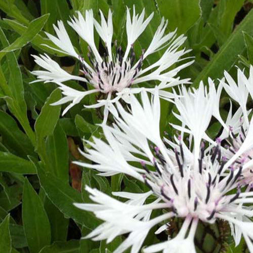 Bakker - Centaurée des montagnes blanche - Centaurea montana alba - Plantes d'extérieur