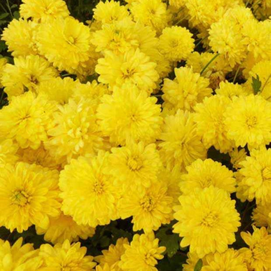 Chrysanthème des jardins Citronella - Bakker