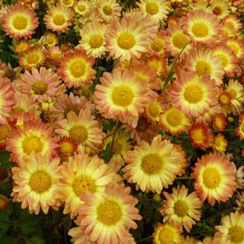 Chrysanthème Dernier Soleil - Bakker