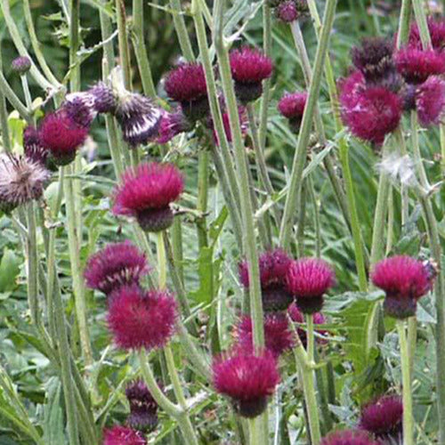 Bakker - Cirse des ruisseaux - Cirsium rivulare atropurpureum - Plantes d'extérieur