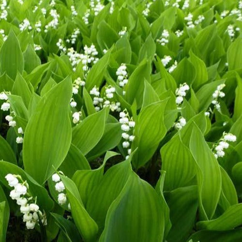 Bakker - 3 Muguets doubles blancs - Convallaria majalis Prolificans - Plantes vivaces