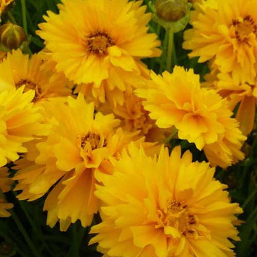 3 Coreopsis à grandes fleurs Sunray - Bakker
