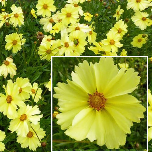 Coreopsis Full Moon