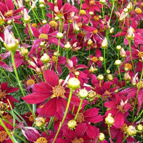 Coreopsis verticillé Red Satin - Bakker