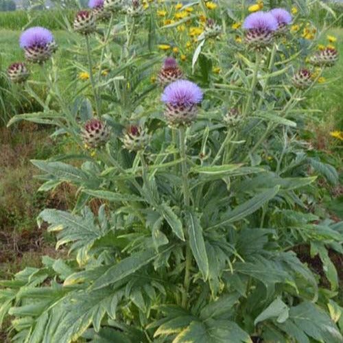 Bakker - Cardon - Cynara cardunculus - Plantes d'extérieur