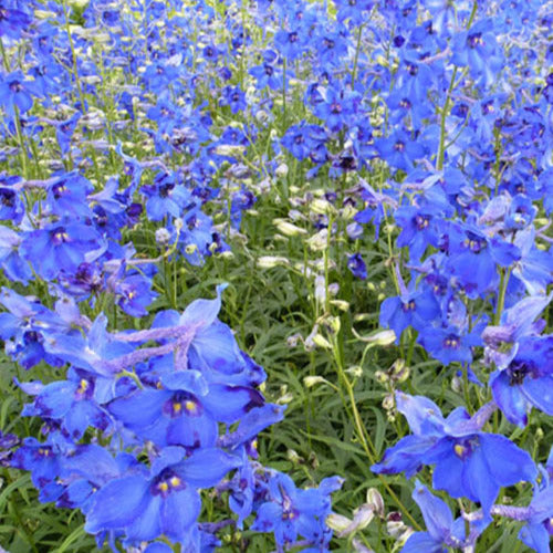 Bakker - Delphinium Volkerfrieden - Delphinium ( belladonna group ) völkerfrieden - Plantes d'extérieur