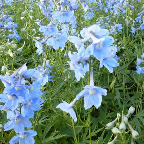 Bakker - 3 Delphiniums Cliveden Beauty - Delphinium ( belladonna group ) cliveden beauty - Plantes d'extérieur