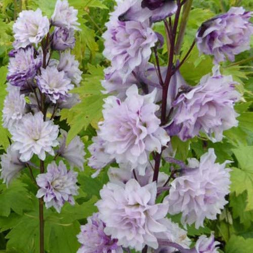 Delphinium Highlander® Cha-Cha - Bakker