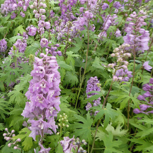 Bakker - 3 Delphiniums géants Astolat - Delphinium pacific astolat - Plantes d'extérieur