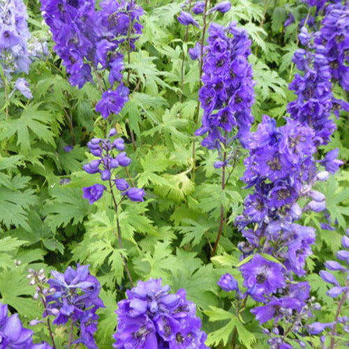 Bakker - 3 Delphiniums géants Black Knight - Delphinium pacific black knight - Plantes d'extérieur