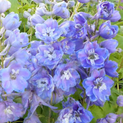 Bakker - 3 Delphiniums géants Camelliard - Delphinium ( pacific giant group ) camelliard - Plantes d'extérieur