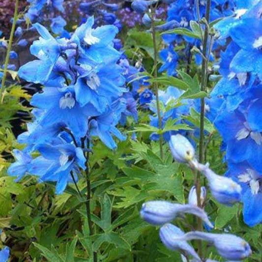 Delphinium géant Summer Skies - Bakker.com | France