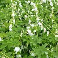 Coeur de Marie blanc - Dicentra spectabilis alba - Bakker