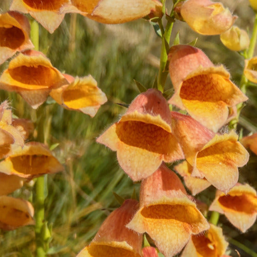 Bakker - Digitale Godlcrest - Digitalis waldigone goldcrest - Plantes d'extérieur