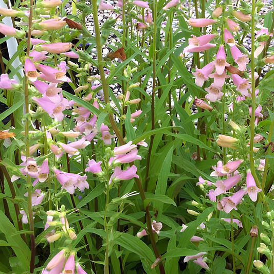 Digitale Glory of Roundway - Bakker