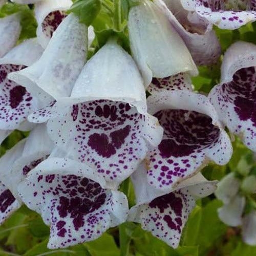 Bakker - 3 Digitales Pams Choice - Digitalis purpurea pams choice - Plantes d'extérieur