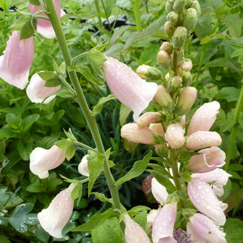 Digitale Sutton's Apricot - Bakker