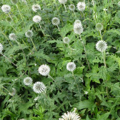 Bakker - Boule azurée Star Frost - Chardon boule - Echinops bannaticus star frost - Plantes d'extérieur