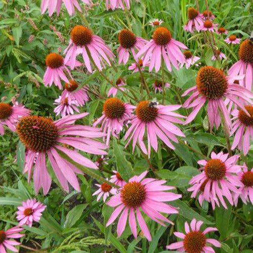 Bakker - Rudbeckia pourpre Double-Decker - Echinacea - Echinacea purpurea double-decker - Plantes d'extérieur