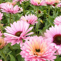 Rudbeckia pourpre Sunseekers Salmon - Echinacea - Bakker