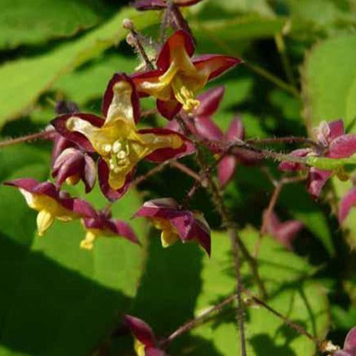 Bakker - Epimedium des Alpes - Epimedium alpinum - Plantes d'extérieur