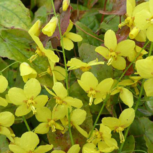 Bakker - Epimedium Frohnleiten - Epimedium x perralchicum frohnleiten - Plantes d'extérieur