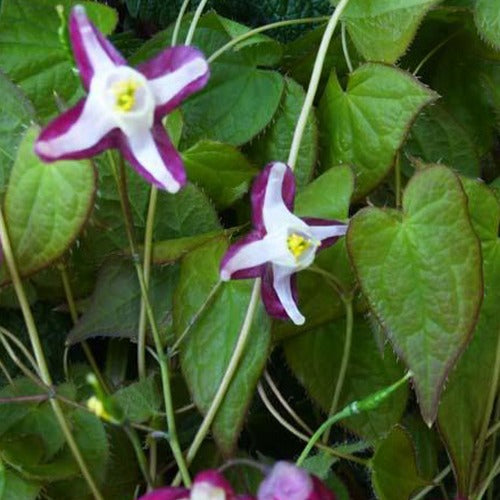 Bakker - Epimedium rouge - Epimedium rubrum - Plantes d'extérieur