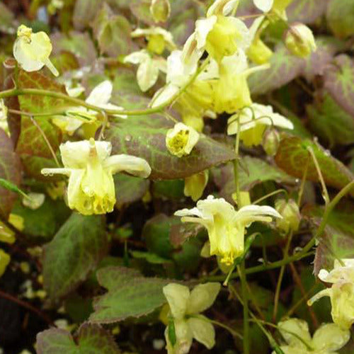 Bakker - Epimedium Sulphureum - Epimedium versicolor sulphureum - Plantes d'extérieur