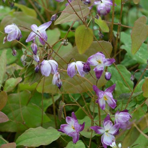 Fleur des elfes Merlin - Bakker